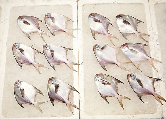 포토 JPG 주간 여러마리 식재료 재료 사람없음 야외 얼음 전시 신선 해산물 날것 수산시장 병어 스티로폼박스 국내포토 자연요소 다수 상자 시장 파일형식