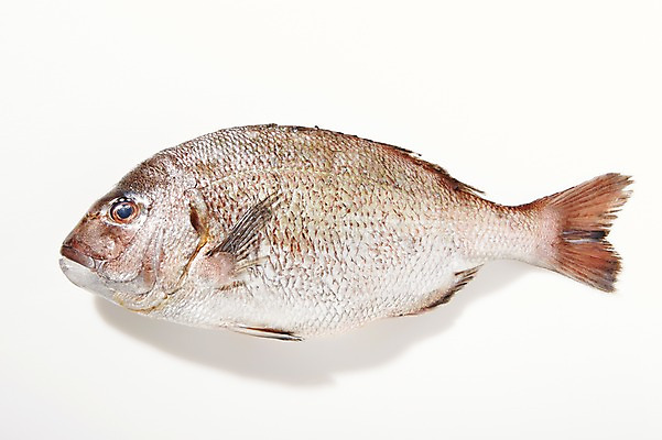 포토 JPG 스튜디오촬영 한마리 식재료 재료 실내 어류 사람없음 신선 해산물 흰배경 날것 도미 국내포토 1 백그라운드 내부 수중동물 흰색 파일형식