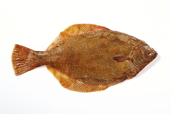 포토 JPG 스튜디오촬영 한마리 식재료 실내 어류 사람없음 신선 해산물 흰배경 날것 가자미 국내포토 1 백그라운드 내부 수중동물 흰색 파일형식