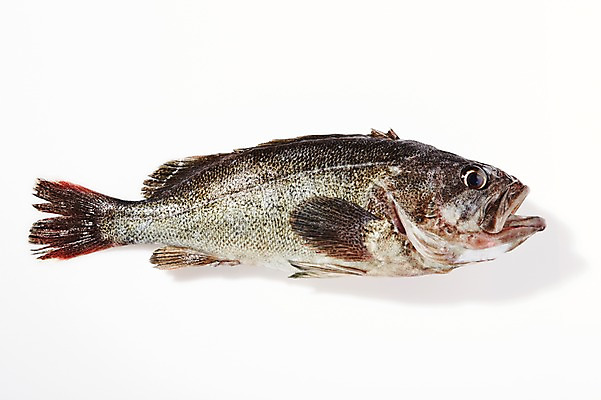 포토 JPG 스튜디오촬영 한마리 식재료 실내 누끼 사람없음 신선 해산물 흰배경 날것 우럭 국내포토 1 백그라운드 어류 내부 흰색 파일형식