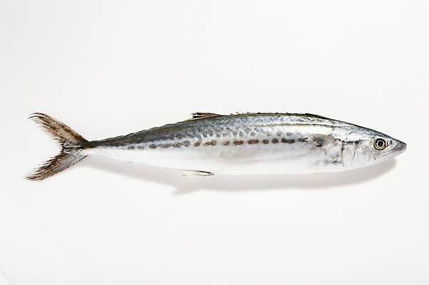 포토 JPG 스튜디오촬영 한마리 식재료 실내 어류 누끼 사람없음 신선 해산물 흰배경 날것 삼치 국내포토 1 백그라운드 내부 수중동물 흰색 파일형식