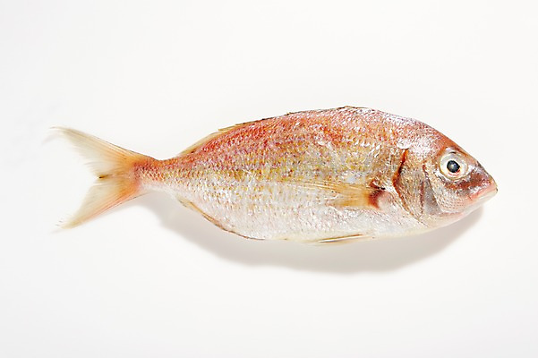 포토 JPG 스튜디오촬영 한마리 식재료 실내 어류 누끼 사람없음 신선 해산물 흰배경 날것 도미 옥돔 국내포토 1 백그라운드 내부 수중동물 흰색 파일형식