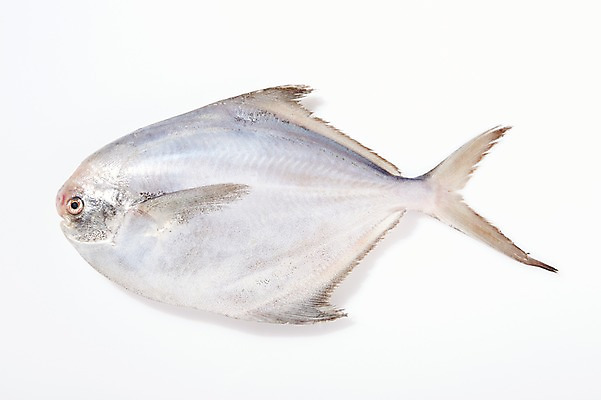 포토 JPG 스튜디오촬영 한마리 식재료 실내 어류 누끼 사람없음 신선 해산물 흰배경 날것 병어 국내포토 1 백그라운드 내부 수중동물 흰색 파일형식