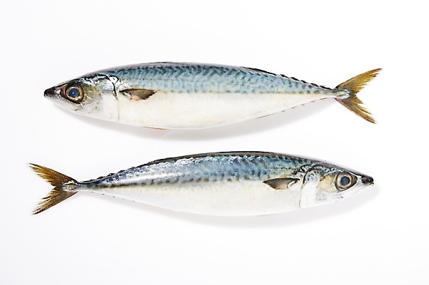 포토 JPG 스튜디오촬영 두마리 식재료 실내 어류 누끼 사람없음 신선 해산물 흰배경 날것 고등어 국내포토 백그라운드 2 내부 수중동물 흰색 파일형식