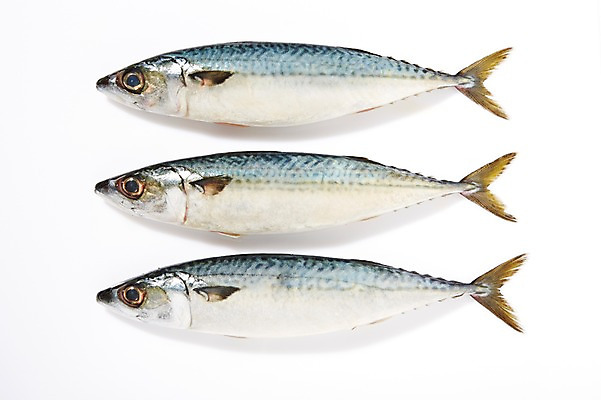 포토 JPG 스튜디오촬영 식재료 실내 세마리 어류 누끼 사람없음 신선 해산물 흰배경 날것 고등어 국내포토 백그라운드 3 내부 수중동물 흰색 파일형식