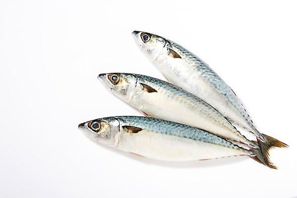 포토 JPG 스튜디오촬영 식재료 실내 세마리 어류 누끼 사람없음 신선 해산물 흰배경 날것 고등어 국내포토 백그라운드 3 내부 수중동물 흰색 파일형식