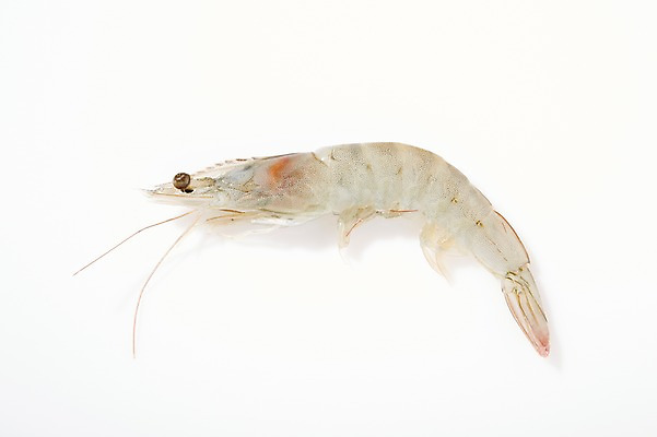 포토 JPG 스튜디오촬영 동물 한마리 음식 식재료 재료 새우 실내 갑각류 누끼 사람없음 신선 해산물 날것 생새우 국내포토 1 어패류 내부 파일형식