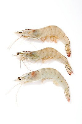 포토 JPG 스튜디오촬영 동물 음식 식재료 재료 새우 실내 세마리 갑각류 누끼 사람없음 신선 해산물 날것 생새우 국내포토 어패류 3 내부 파일형식