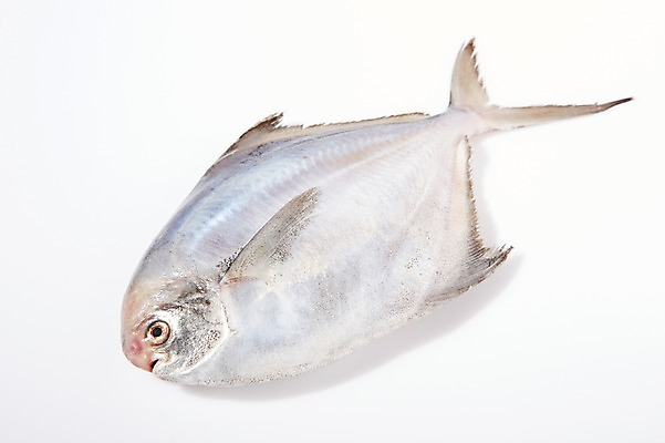 포토 JPG 스튜디오촬영 한마리 식재료 실내 어류 누끼 사람없음 신선 해산물 흰배경 날것 병어 국내포토 1 백그라운드 내부 수중동물 흰색 파일형식