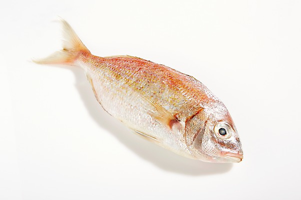 포토 JPG 스튜디오촬영 한마리 식재료 재료 실내 누끼 사람없음 신선 해산물 흰배경 날것 도미 옥돔 국내포토 1 백그라운드 어류 내부 흰색 파일형식