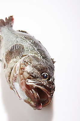 포토 JPG 스튜디오촬영 한마리 식재료 재료 실내 어류 누끼 사람없음 신선 해산물 흰배경 날것 우럭 국내포토 1 백그라운드 내부 수중동물 흰색 파일형식