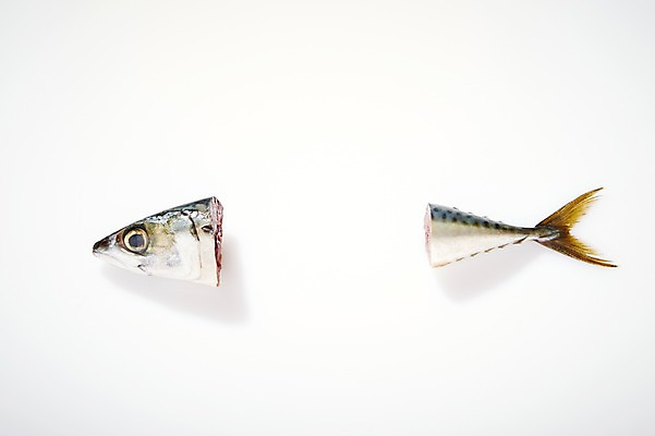 포토 JPG 스튜디오촬영 한마리 조각 식재료 재료 실내 누끼 사람없음 머리 신선 해산물 흰배경 꼬리 날것 고등어 토막 국내포토 1 백그라운드 어류 내부 신체부위 흰색 파일형식