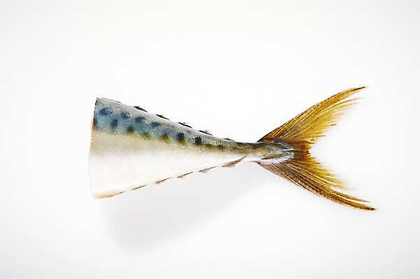 포토 JPG 스튜디오촬영 조각 식재료 재료 실내 어류 누끼 사람없음 신선 해산물 흰배경 꼬리 날것 고등어 토막 국내포토 백그라운드 내부 수중동물 흰색 파일형식