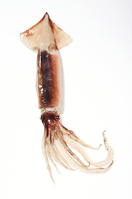 포토 JPG 스튜디오촬영 한마리 식재료 재료 실내 누끼 사람없음 신선 해산물 오징어 흰배경 날것 국내포토 1 백그라운드 연체동물 내부 수중동물 흰색 파일형식