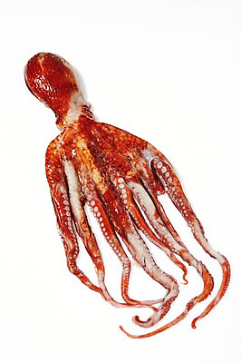 포토 JPG 스튜디오촬영 한마리 식재료 재료 실내 누끼 사람없음 신선 해산물 흰배경 날것 문어 국내포토 1 백그라운드 연체동물 내부 수중동물 흰색 파일형식