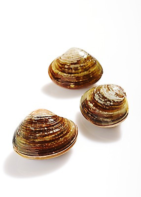 포토 JPG 스튜디오촬영 식재료 재료 조개 어패류 실내 누끼 사람없음 신선 해산물 흰배경 날것 국내포토 백합조개 동물 백그라운드 내부 흰색 파일형식