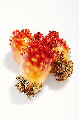 포토 JPG 스튜디오촬영 식재료 재료 실내 누끼 사람없음 신선 해산물 흰배경 날것 멍게 국내포토 백그라운드 내부 바다동물 흰색 파일형식