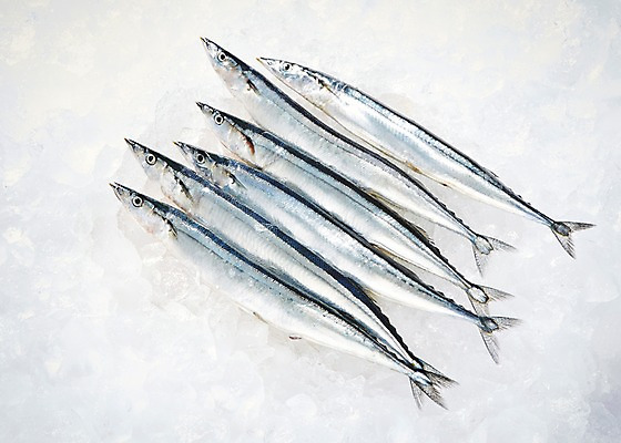 포토 JPG 스튜디오촬영 여러마리 식재료 재료 실내 어류 사람없음 얼음 신선 해산물 흰배경 날것 꽁치 국내포토 자연요소 다수 백그라운드 내부 수중동물 흰색 파일형식