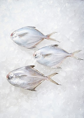 포토 JPG 스튜디오촬영 식재료 재료 실내 세마리 어류 사람없음 얼음 신선 해산물 흰배경 날것 병어 국내포토 자연요소 백그라운드 3 내부 수중동물 흰색 파일형식