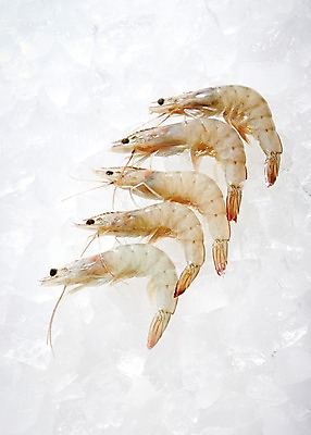 포토 JPG 스튜디오촬영 여러마리 식재료 재료 새우 실내 사람없음 얼음 신선 해산물 흰배경 날것 생새우 국내포토 자연요소 다수 백그라운드 어패류 갑각류 내부 흰색 파일형식