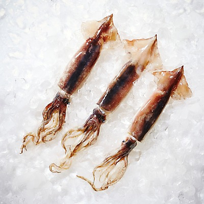 포토 JPG 스튜디오촬영 식재료 재료 실내 세마리 사람없음 얼음 신선 해산물 오징어 흰배경 날것 국내포토 자연요소 백그라운드 연체동물 3 내부 수중동물 흰색 파일형식