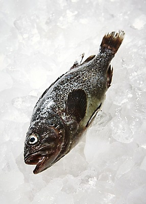 포토 JPG 스튜디오촬영 한마리 식재료 재료 실내 어류 사람없음 얼음 신선 해산물 흰배경 날것 우럭 국내포토 자연요소 1 백그라운드 내부 수중동물 흰색 파일형식