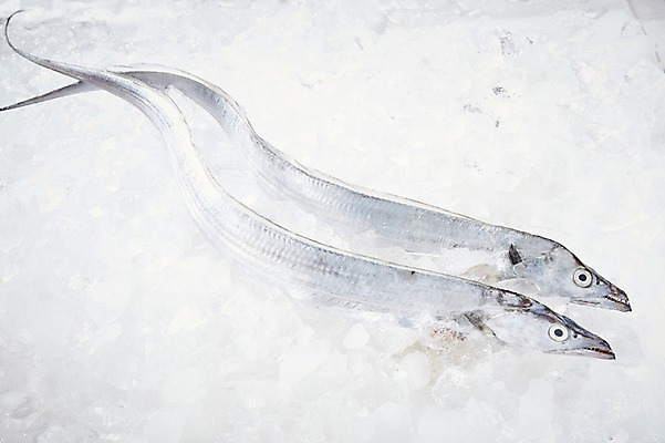 포토 JPG 스튜디오촬영 백그라운드 두마리 식재료 재료 실내 어류 사람없음 얼음 흰색 신선 해산물 흰배경 날것 갈치 국내포토 자연요소 컬러 2 내부 수중동물 파일형식