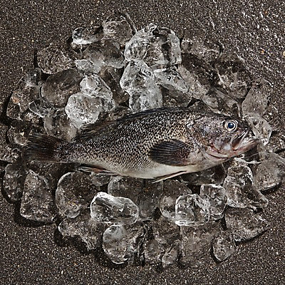 포토 JPG 스튜디오촬영 한마리 식재료 재료 검은배경 실내 어류 사람없음 얼음 신선 해산물 날것 우럭 국내포토 자연요소 1 백그라운드 내부 검은색 수중동물 파일형식