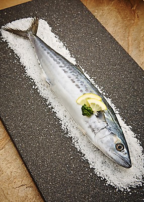 포토 JPG 스튜디오촬영 한마리 식재료 재료 실내 어류 사람없음 신선 해산물 날것 소금 삼치 갈색배경 국내포토 1 백그라운드 내부 갈색 수중동물 파일형식