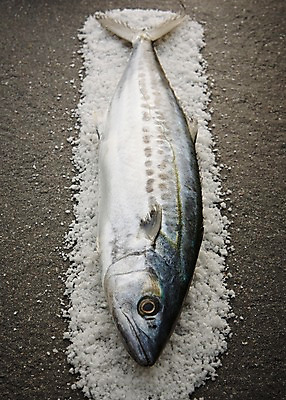 포토 JPG 스튜디오촬영 한마리 식재료 재료 회색배경 실내 어류 사람없음 신선 해산물 날것 소금 삼치 국내포토 1 백그라운드 내부 수중동물 회색 파일형식