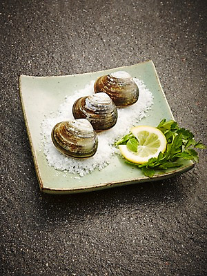 포토 JPG 스튜디오촬영 동물 그릇 식기 접시 음식 식재료 재료 조개 어패류 실내 사람없음 신선 세개 풀 레몬 해산물 날것 소금 국내포토 백합조개 식물 과일 3 내부 파일형식