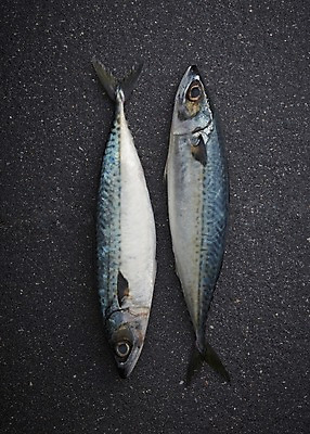 포토 JPG 스튜디오촬영 두마리 식재료 재료 검은배경 실내 사람없음 신선 해산물 날것 고등어 국내포토 백그라운드 2 어류 내부 검은색 파일형식