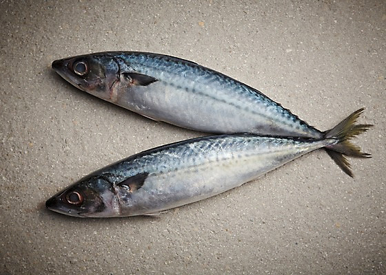 포토 JPG 스튜디오촬영 두마리 식재료 재료 회색배경 실내 어류 사람없음 신선 해산물 날것 고등어 국내포토 백그라운드 2 내부 수중동물 회색 파일형식