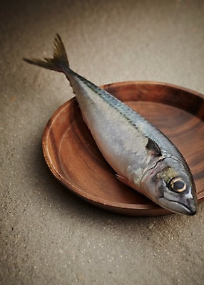 포토 JPG 스튜디오촬영 한마리 그릇 식재료 재료 실내 사람없음 신선 해산물 날것 고등어 나무접시 베이지색배경 국내포토 1 식기 접시 백그라운드 어류 내부 베이지색 파일형식