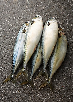 포토 JPG 스튜디오촬영 여러마리 식재료 재료 회색배경 실내 사람없음 쌓기 신선 해산물 날것 고등어 국내포토 다수 백그라운드 모션 어류 내부 회색 파일형식