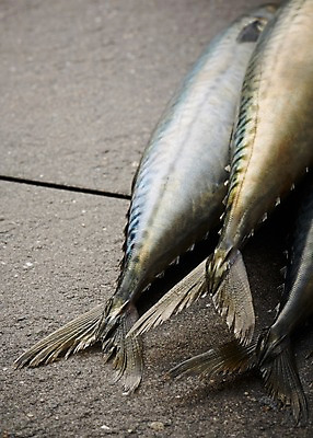 포토 JPG 스튜디오촬영 식재료 재료 회색배경 실내 세마리 근접촬영 사람없음 아웃포커스 신선 해산물 꼬리 날것 고등어 국내포토 뷰포인트 백그라운드 촬영기법 3 어류 내부 회색 파일형식