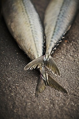 포토 JPG 스튜디오촬영 두마리 재료 회색배경 실내 근접촬영 사람없음 아웃포커스 신선 해산물 꼬리 날것 고등어 국내포토 뷰포인트 백그라운드 2 촬영기법 어류 내부 회색 파일형식