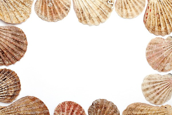 포토 JPG 스튜디오촬영 백그라운드 조개 안내 프레임 실내 틀 풍경 사람없음 여름 조개껍데기 알림 오브젝트 가리비 국내포토 계절 어패류 내부 파일형식