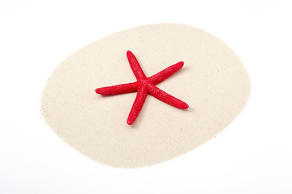 포토 JPG 스튜디오촬영 모래 백그라운드 불가사리 실내 풍경 사람없음 여름 오브젝트 국내포토 계절 극피동물 내부 파일형식