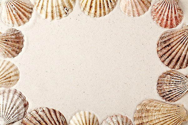 포토 JPG 스튜디오촬영 모래 백그라운드 조개 안내 프레임 실내 틀 풍경 사람없음 여름 조개껍데기 알림 오브젝트 가리비 국내포토 계절 어패류 내부 파일형식