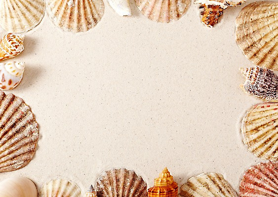 포토 JPG 스튜디오촬영 모래 백그라운드 조개 안내 프레임 실내 틀 풍경 사람없음 여름 조개껍데기 소라 알림 오브젝트 가리비 국내포토 계절 어패류 내부 파일형식