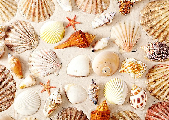 포토 JPG 스튜디오촬영 모래 백그라운드 조개 불가사리 실내 종류 풍경 사람없음 여름 조개껍데기 소라 오브젝트 가리비 국내포토 계절 어패류 극피동물 내부 파일형식