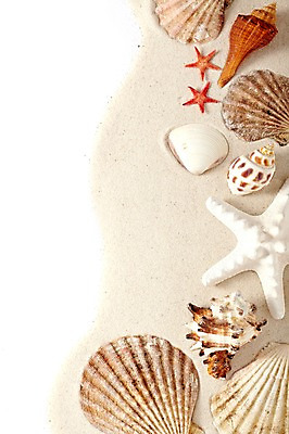 포토 JPG 스튜디오촬영 모래 백그라운드 조개 불가사리 실내 종류 풍경 사람없음 여름 조개껍데기 소라 오브젝트 가리비 국내포토 계절 어패류 극피동물 내부 파일형식