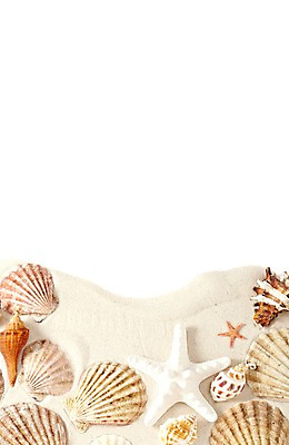 포토 JPG 스튜디오촬영 모래 백그라운드 조개 불가사리 실내 종류 풍경 사람없음 여름 조개껍데기 소라 오브젝트 가리비 국내포토 계절 어패류 극피동물 내부 파일형식