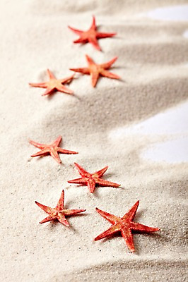 포토 JPG 스튜디오촬영 모래 백그라운드 불가사리 실내 풍경 근접촬영 사람없음 아웃포커스 여름 오브젝트 국내포토 계절 뷰포인트 극피동물 촬영기법 내부 파일형식