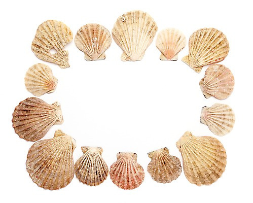 포토 JPG 스튜디오촬영 백그라운드 조개 안내 프레임 실내 틀 풍경 사람없음 여름 조개껍데기 알림 오브젝트 가리비 국내포토 계절 어패류 내부 파일형식