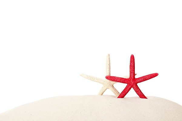 포토 JPG 스튜디오촬영 모래 백그라운드 불가사리 실내 풍경 사람없음 여름 오브젝트 국내포토 계절 극피동물 내부 파일형식