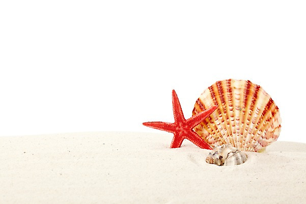 포토 JPG 스튜디오촬영 모래 백그라운드 조개 불가사리 실내 풍경 사람없음 여름 조개껍데기 소라 오브젝트 가리비 국내포토 계절 어패류 극피동물 내부 파일형식