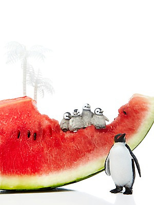 포토 JPG 스튜디오촬영 나무 식물 동물 열매 새끼 컬러 과일 여러마리 식재료 여름음식 수박 실내 누끼 사람없음 빨간색 농작물 야자수 달콤 시원함 펭귄 슬라이스 수박씨 제철음식 제철과일 과채 국내포토 음식 다수 농업 채소 조류 씨앗 내부 맛 제철 파일형식 여름_계절