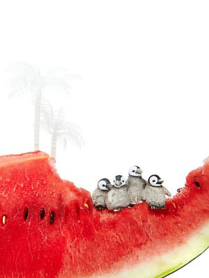 포토 JPG 스튜디오촬영 나무 식물 동물 열매 새끼 컬러 과일 여러마리 식재료 여름음식 수박 실내 누끼 사람없음 빨간색 농작물 야자수 달콤 시원함 펭귄 슬라이스 수박씨 제철음식 제철과일 과채 국내포토 음식 다수 농업 채소 조류 씨앗 내부 맛 제철 파일형식 여름_계절